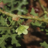 Citrullus colocynthis (L.) Schrad.